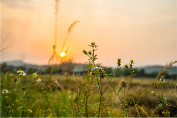 Obraz premium sunset over a field