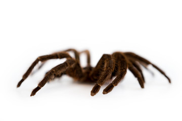 skin remaining after molting from spider tarantula Phormictopus auratus on a white background