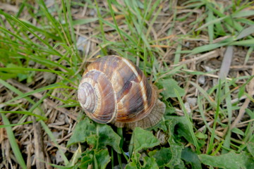 Schnecke mit Schneckenhaus
