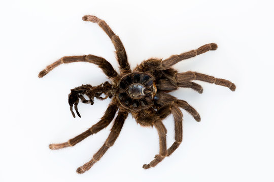 skin remaining after molting from spider tarantula Phormictopus auratus on a white background