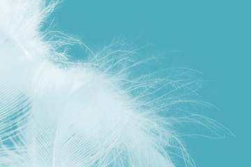 Beautiful white feather pattern texture on blue background 
