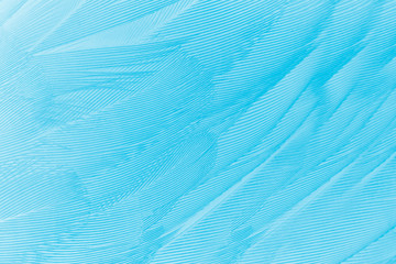 Beautiful blue color trends feather pattern texture background