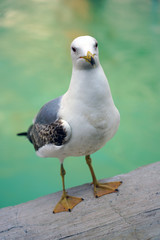 A seagull bird on the Rialto Bridge in Venice, Italy