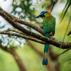 Blue-Crowned Motmot
