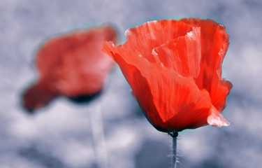 Macro shot of bright red poppy isolated on gray background.