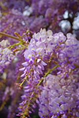 Obraz premium Purple wisteria flowers in bloom hanging from the vine in Burano, Italy