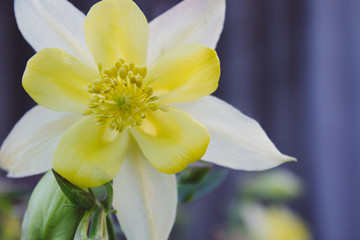 Fototapeta na wymiar Yellow flower with pink lepistki in the garden.
