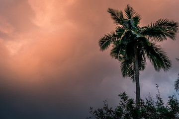 Coconut palm tree at sunset