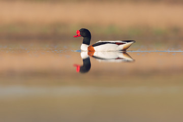 Common shelduck (Tadorna tadorna). Kinburn peninsula, Ukraine