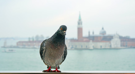 A grey pigeon bird overlooking the Grand Canal in Venice, Italy