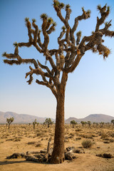 Fototapeta premium joshua tree in desert