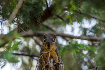 015-squirrel-ankeny-13may19-09x06-009-350-0429