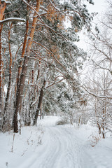 Winter day in the pine forest. Young green trees of pines covered snow.