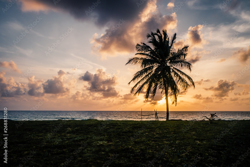Wall mural palm on beach at sunset