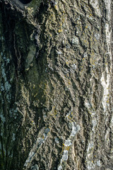 the bark of an old tree