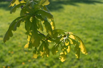 young foliage in the rays of the setting sun