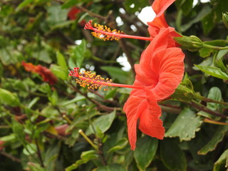 large red flowers opened petals