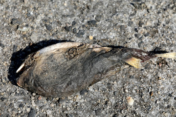 Toter Fisch Fischkopf Fischskelett am Strand