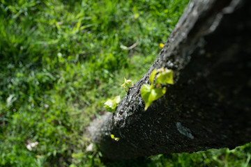 the trunk of the tree and a new leaf