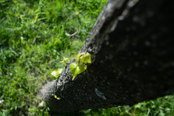 the trunk of the tree and a new leaf