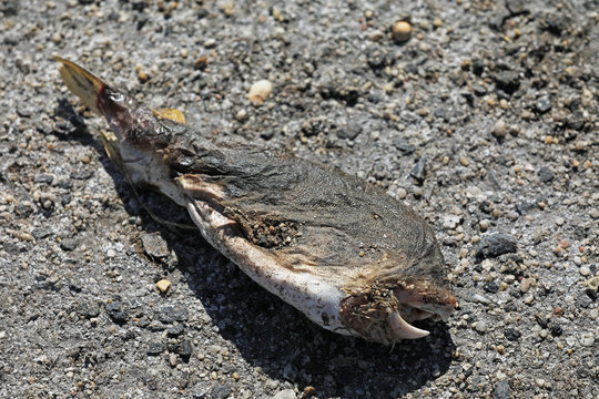 Toter Fisch Fischkopf Fischskelett am Strand