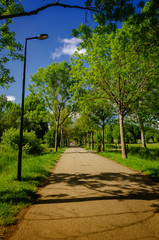 Field and trees