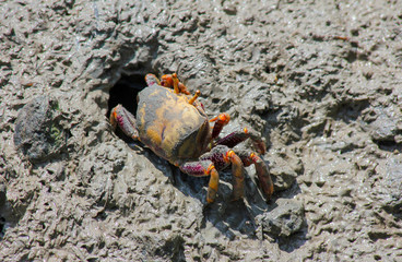 Cangrejo saliendo de su agujero en la playa