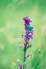 Gentle meadow lilac flowers of wild orchids and mother of pearl butterfly. The field of wild orchids listed in the Red Book of Ukraine. Soft delicate colors of spring flowers.