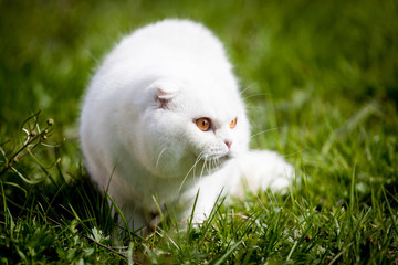 White Scottish Fold cat on green grass