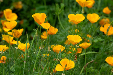 Background of Flowers
