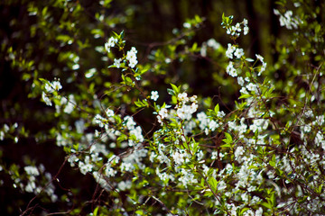 Sour cherry tree  white flowers on the sunny bright blurry background of a wild meadow.