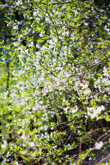 Sour cherry tree  white flowers on the sunny bright blurry background of a wild meadow.