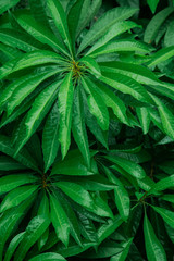 water drop on green leaf nature black background, dark tone