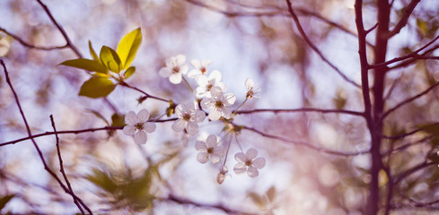 Sour cherry tree  white flowers on the sunny bright blurry background of a wild meadow.