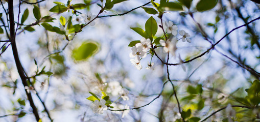 Sour cherry tree  white flowers on the sunny bright blurry background of a wild meadow.