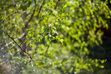 Beautiful fresh green leaves of silver birch tree on the sunny spring blyrry background.