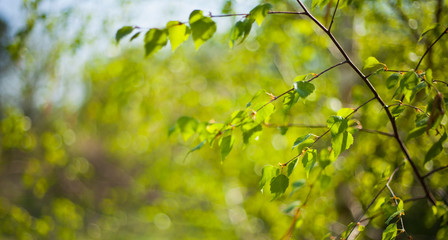 Beautiful fresh green leaves of silver birch tree on the sunny spring blyrry background.