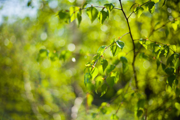Beautiful fresh green leaves of silver birch tree on the sunny spring blyrry background.