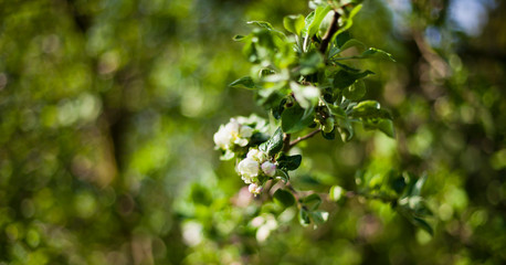 Spring pink and white apple blossom background  -  tree in the orchard.
