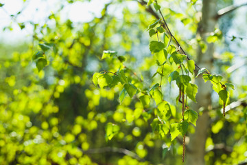 Beautiful fresh green leaves of silver birch tree on the sunny spring blyrry background.