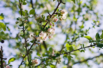 Spring pink and white apple blossom background  -  tree in the orchard.