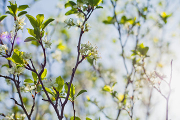 Plum tree blooming in the sunny sky background -  leaf and flower bud during spring -  foraging for healthy tea in the garden.