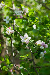 Spring pink and white apple blossom background  -  tree in the orchard.