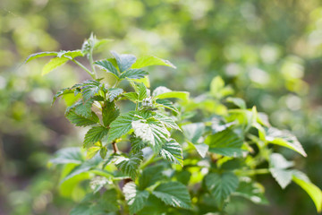 Raspberry leaf and flower bud during spring -  foraging for healthy tea in the garden.