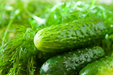 Pickling Cucumber with dill herb, fresh ingredients ready to marinate.