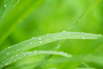 water drop on green leaf nature background 