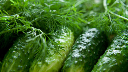 Pickling Cucumber with dill herb, fresh ingredients ready to marinate.