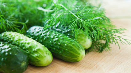 Pickling Cucumber with dill herb, fresh ingredients ready to marinate.