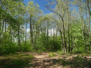 path in the forest spring landscape on a sunny day