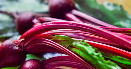 Young Beetroot red vegetable with beet green - leaves for fresh spring salad. - obrazy, fototapety, plakaty